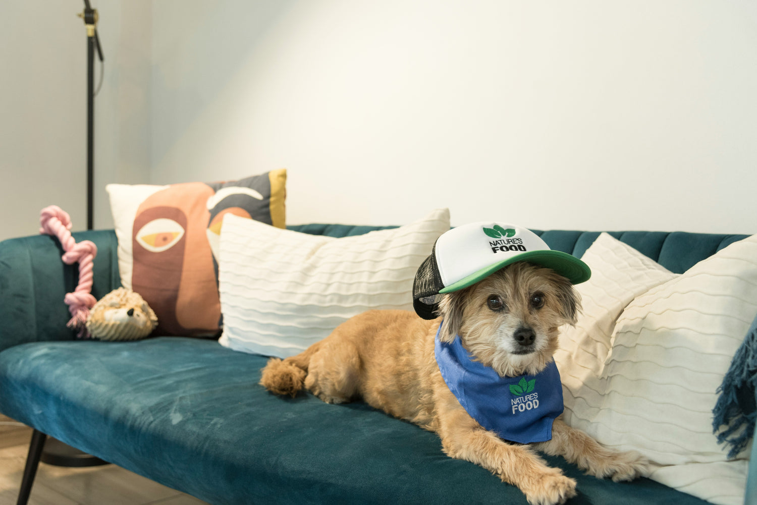Pet Accessories